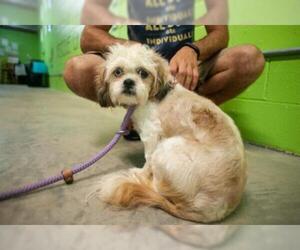 Shih Tzu Dogs for adoption in Elmsford, NY, USA