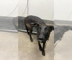 Mutt Dogs for adoption in HESPERIA, CA, USA