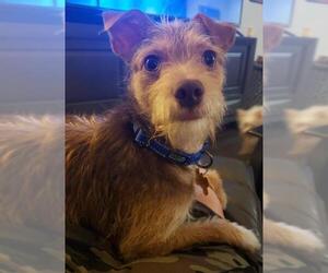 Mutt Dogs for adoption in La Verne , CA, USA