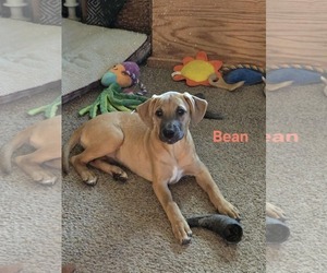 Mutt Dogs for adoption in Waterloo, IA, USA