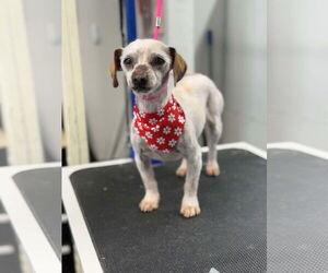 Poodle (Miniature)-Unknown Mix Dogs for adoption in Bellevue, WA, USA