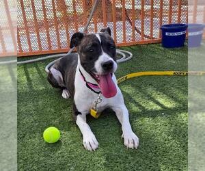 Boxer-Unknown Mix Dogs for adoption in Las Vegas, NV, USA