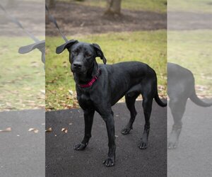 Great Dane-Labrador Retriever Mix Dogs for adoption in Arlington, VA, USA