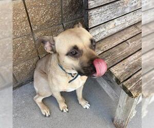 American Pit Bull Terrier-Unknown Mix Dogs for adoption in Tulsa, OK, USA