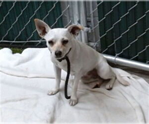 Chihuahua Dogs for adoption in Downey, CA, USA