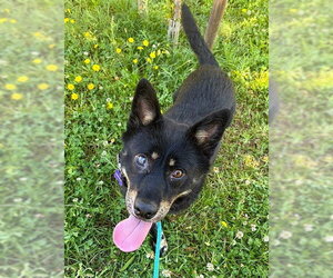 Mutt Dogs for adoption in Sacramento, CA, USA