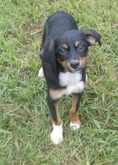 Beaglier Dogs for adoption in Bonifay, MO, USA