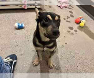 Mutt Dogs for adoption in Redwood City, CA, USA