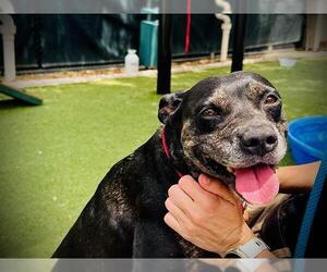 American Bulldog-Unknown Mix Dogs for adoption in Orlando, FL, USA
