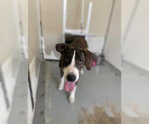 Plott Hound-Unknown Mix Dogs for adoption in Sugar Land, TX, USA