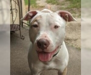 American Pit Bull Terrier Dogs for adoption in Amherst, MA, USA