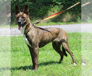 Dutch Shepherd -Unknown Mix Dogs for adoption in Prattville, AL, USA