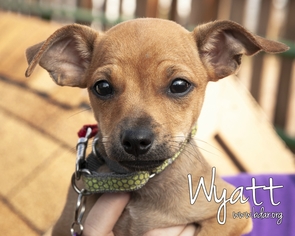 Medium Photo #1 Chiweenie Puppy For Sale in Cheyenne, WY, USA