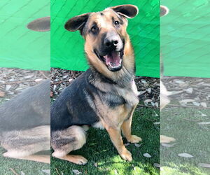 German Shepherd Dog Dogs for adoption in Pasadena, CA, USA