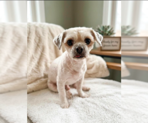 Shih Tzu-Unknown Mix Dogs for adoption in Cranston, RI, USA