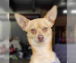 Chihuahua Dogs for adoption in Minneapolis, MN, USA