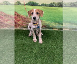 German Wirehaired Pointer-Unknown Mix Dogs for adoption in Euless, TX, USA