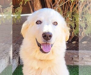 Great Pyrenees Dogs for adoption in Albuquerque, NM, USA