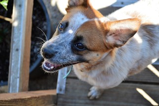 Medium Photo #1 Red Heeler-Unknown Mix Puppy For Sale in Kansas City, MO, USA