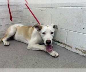 American Pit Bull Terrier-Unknown Mix Dogs for adoption in San Bernardino, CA, USA