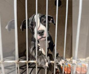 American Pit Bull Terrier-Unknown Mix Dogs for adoption in Oklahoma City, OK, USA