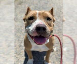 American Pit Bull Terrier-Unknown Mix Dogs for adoption in Norfolk, VA, USA