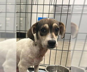 Beagle-Chihuahua Mix Dogs for adoption in Houston, TX, USA