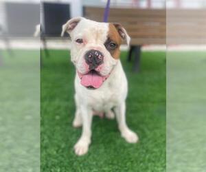 American Bulldog-Unknown Mix Dogs for adoption in Naples, FL, USA