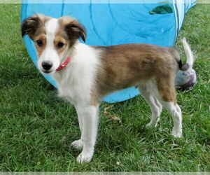 Mutt Dogs for adoption in Grovertown, IN, USA