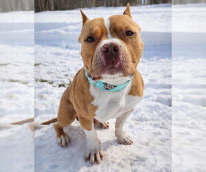 American Pit Bull Terrier Dogs for adoption in Westminster, MA, USA