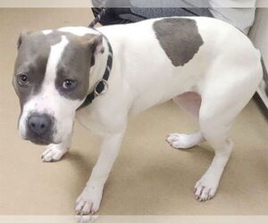 American Pit Bull Terrier Dogs for adoption in Decatur, IL, USA