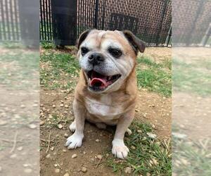 Pug Dogs for adoption in Uwchlan, PA, USA