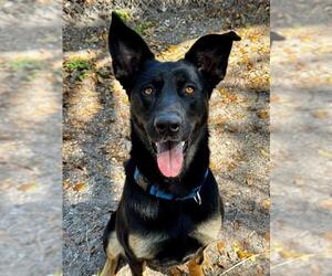 German Shepherd Dog Dogs for adoption in Palmetto, FL, USA