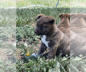 Boxer-Unknown Mix Dogs for adoption in MIDWAY, UT, USA