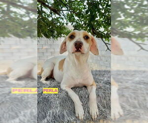 Labrador Retriever-Unknown Mix Dogs for adoption in Woodland Hills, CA, USA