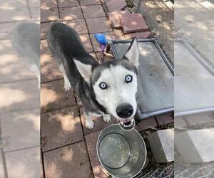 Siberian Husky Dogs for adoption in Dallas, TX, USA