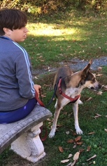 Mutt Dogs for adoption in Averill Park, NY, USA