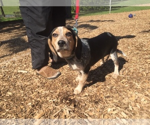 Beagle Dogs for adoption in Grantville, PA, USA