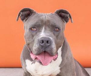 American Pit Bull Terrier Dogs for adoption in Pasadena, CA, USA