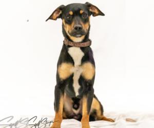 Beagle-Unknown Mix Dogs for adoption in Brooklyn Center, MN, USA