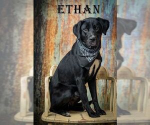 Labrador Retriever-Unknown Mix Dogs for adoption in North Myrtle Beach, SC, USA