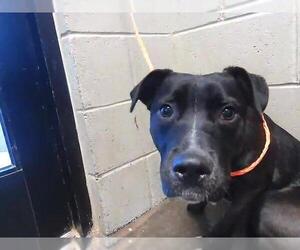 Labrador Retriever Dogs for adoption in Tulsa, OK, USA
