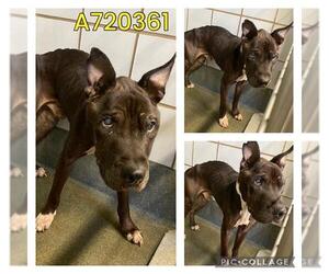 American Staffordshire Terrier-Chinese Shar-Pei Mix Dogs for adoption in San Antonio, TX, USA
