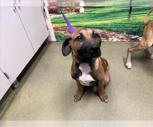 Rhodesian Ridgeback-Unknown Mix Dogs for adoption in Moreno Valley, CA, USA