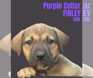 Anatolian Shepherd-Rhodesian Ridgeback Mix Dogs for adoption in Higley, AZ, USA