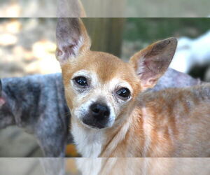 Chihuahua-Unknown Mix Dogs for adoption in Gulfport, MI, USA