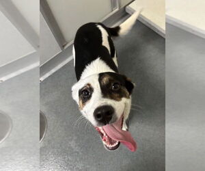 Border Collie-Unknown Mix Dogs for adoption in Glen Allen, VA, USA