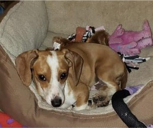 Dachshund Dogs for adoption in Los Angeles, CA, USA
