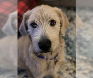 Labradoodle Dogs for adoption in Crystal , MN, USA