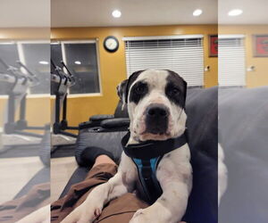 American Pit Bull Terrier-Unknown Mix Dogs for adoption in Salt Lake City, UT, USA